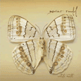 Xavier Rudd : White Moth