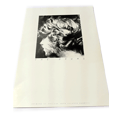 The Drums : Poster